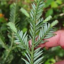 Sequoia sempervirens Endl.Sequoia sempervirens Endl.