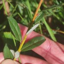 Salix repens L. subsp. repensSalix repens L. subsp. repens