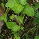 Mentha suaveolens Ehrh.Mentha suaveolens Ehrh.