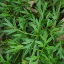 Silphiodaucus prutenicus (L.) Spalik, Wojew., Banasiak, Piwczyñski & Reduron subsp. dufourianus (Rouy & E.G.Camus) ReduronSilphiodaucus prutenicus (L.) Spalik, Wojew., Banasiak, Piwczyñski & Reduron subsp. dufourianus (Rouy & E.G.Camus) Reduron