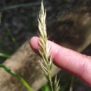 Anthoxanthum odoratum L.Anthoxanthum odoratum L.