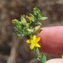 Hypericum humifusum L.Hypericum humifusum L.