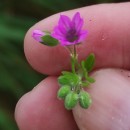 Geranium molle L.Geranium molle L.