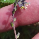 Myosotis discolor Pers. subsp. discolorMyosotis discolor Pers. subsp. discolor