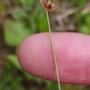 Juncus capitatus WeigelJuncus capitatus Weigel
