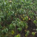 Prunus persica (L.) BatschPrunus persica (L.) Batsch