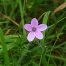 Erodium cicutarium (L.) L'Hér. ex Ait.Erodium cicutarium (L.) L'Hér. ex Ait.