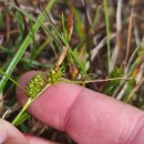 Carex demissa Hornem.Carex demissa Hornem.