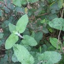 Teucrium scorodonia L.Teucrium scorodonia L.