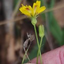 Crepis capillaris (L.) Wallr.Crepis capillaris (L.) Wallr.