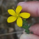 Hypericum linariifolium VahlHypericum linariifolium Vahl