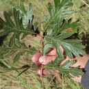 Quercus pyrenaica Willd.Quercus pyrenaica Willd.