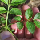 Sambucus nigra L.Sambucus nigra L.