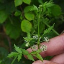 Helosciadium nodiflorum (L.) KochHelosciadium nodiflorum (L.) Koch