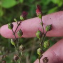 Scrophularia auriculata L.Scrophularia auriculata L.