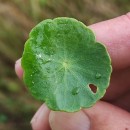 Hydrocotyle vulgaris L.Hydrocotyle vulgaris L.
