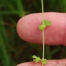 Aphanes arvensis L.Aphanes arvensis L.