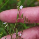 Vicia hirsuta (L.) GrayVicia hirsuta (L.) Gray