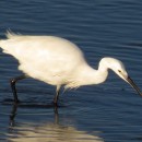 Egretta garzetta (Linnaeus, 1758)Egretta garzetta (Linnaeus, 1758)