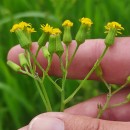 Senecio sylvaticus L.Senecio sylvaticus L.