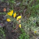 Ulex europaeus L. subsp. europaeusUlex europaeus L. subsp. europaeus