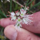 Allium ericetorum ThoreAllium ericetorum Thore