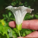 Calystegia sepium (L.) R. Br.Calystegia sepium (L.) R. Br.