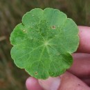 Hydrocotyle vulgaris L.Hydrocotyle vulgaris L.