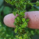 Rumex obtusifolius L.Rumex obtusifolius L.