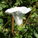 Calystegia silvatica (Kit.) Griseb.Calystegia silvatica (Kit.) Griseb.