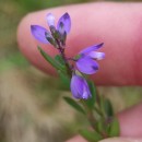 Polygala vulgaris L.Polygala vulgaris L.