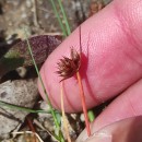 Juncus capitatus WeigelJuncus capitatus Weigel