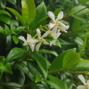 Trachelospermum jasminoides (Lindl.) Lem.Trachelospermum jasminoides (Lindl.) Lem.