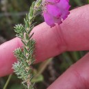 Erica tetralix L.Erica tetralix L.
