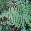 Athyrium filix-femina (L.) RothAthyrium filix-femina (L.) Roth