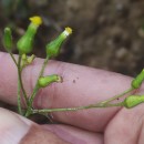 Senecio lividus L.Senecio lividus L.