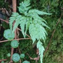 Asplenium onopteris L.Asplenium onopteris L.