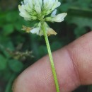 Trifolium repens L.Trifolium repens L.