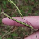 Paspalum dilatatum Poir.Paspalum dilatatum Poir.