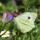 Pieris brassicae (Linnaeus, 1758)Pieris brassicae (Linnaeus, 1758)