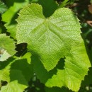 Vitis labrusca L.Vitis labrusca L.