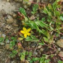 Hypericum humifusum L.Hypericum humifusum L.
