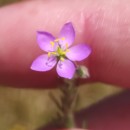 Spergularia rubra (L.) J. & C. PreslSpergularia rubra (L.) J. & C. Presl