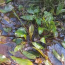 Potamogeton polygonifolius Pourr.Potamogeton polygonifolius Pourr.