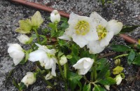 Helleborus niger L.Helleborus niger L.