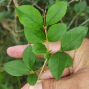 Ligustrum ovalifolium Hassk.Ligustrum ovalifolium Hassk.