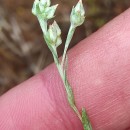 Logfia minima (Sm.) Dumort.Logfia minima (Sm.) Dumort.
