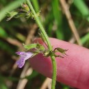 Clinopodium nepeta (L.) KuntzeClinopodium nepeta (L.) Kuntze