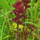 Orobanche foetida Poir.Orobanche foetida Poir.