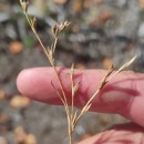 Juncus bufonius L.Juncus bufonius L.